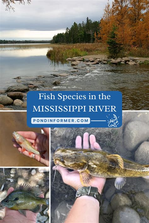 20 Fish Species in the Mississippi River (Updated).